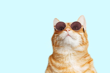 orange tabby cat wearing sassy sunglasses